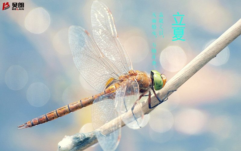 立夏啦！立夏啦！