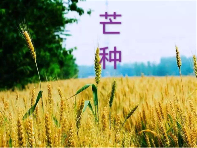 什么是二十四節(jié)氣——芒種？
